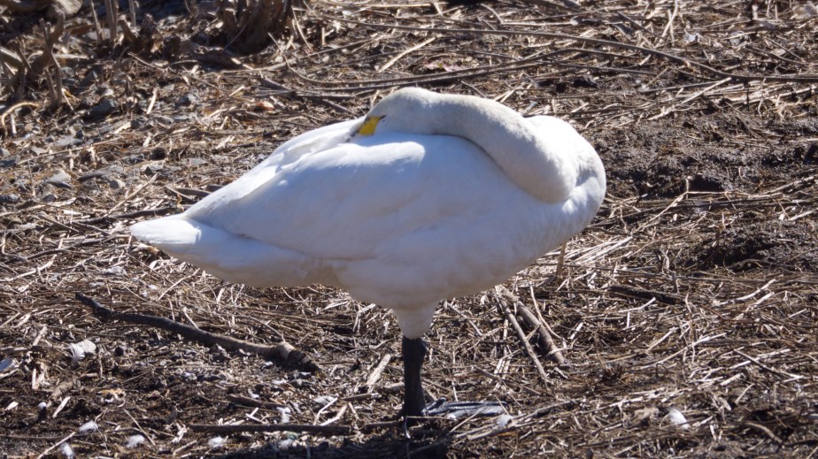 Tundra Swan