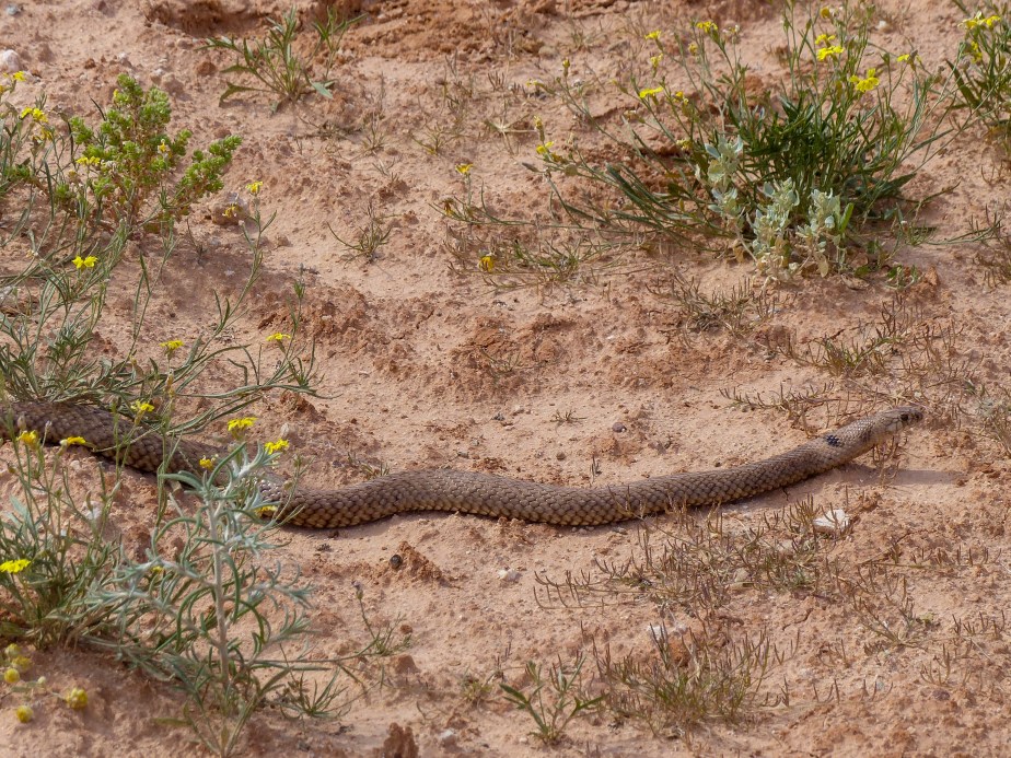 Western Brown (photo TLG)
