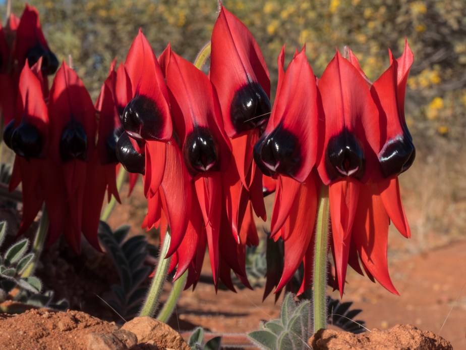 Sturt's Desert Pea