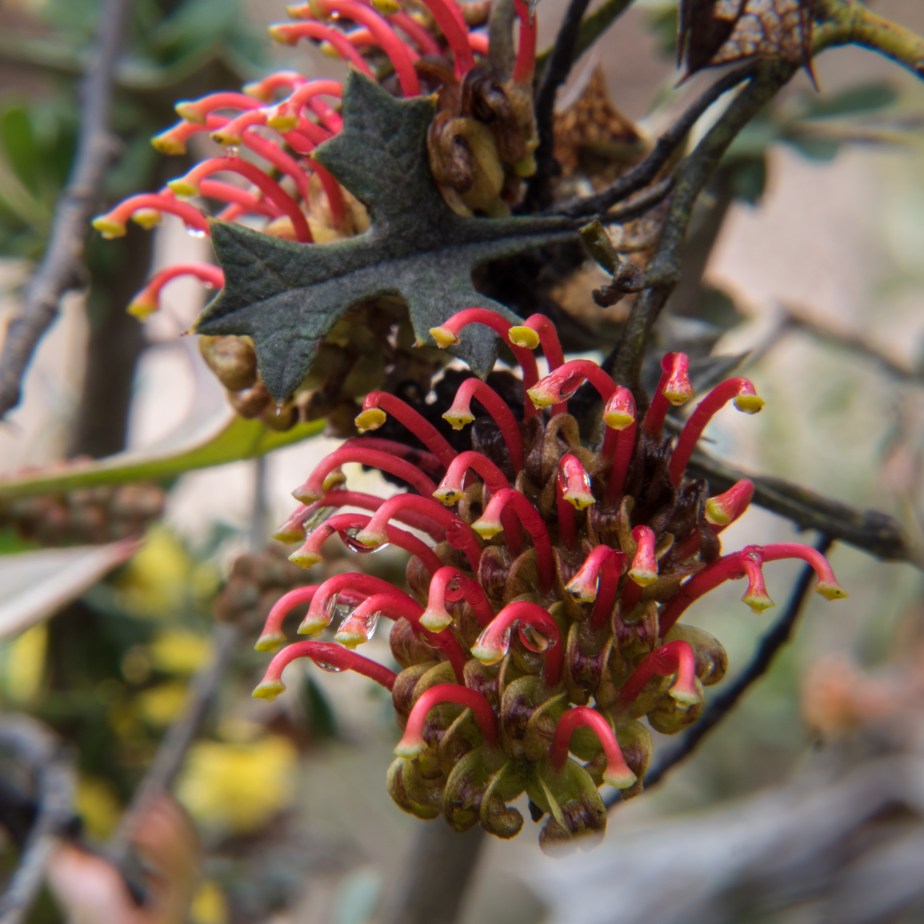 Goldfields Grevillea