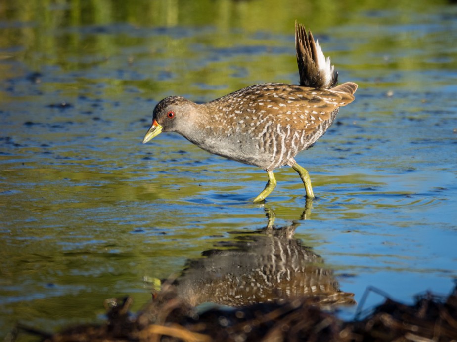 Ausstralian Spotted Crake