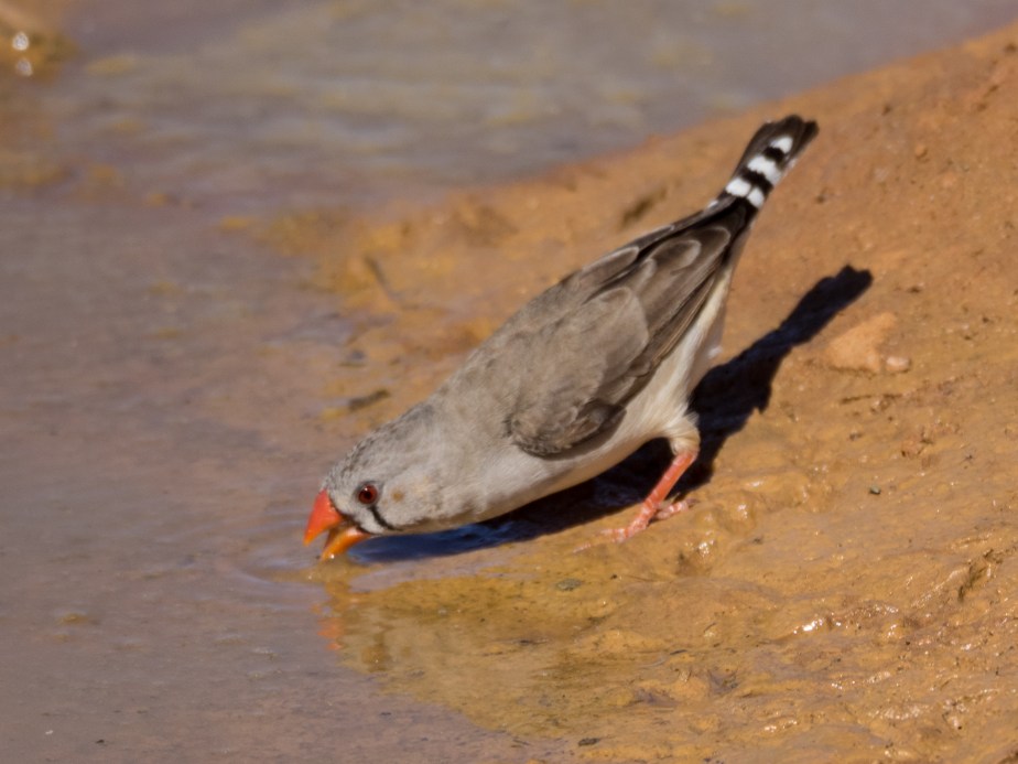 Zebra Finch