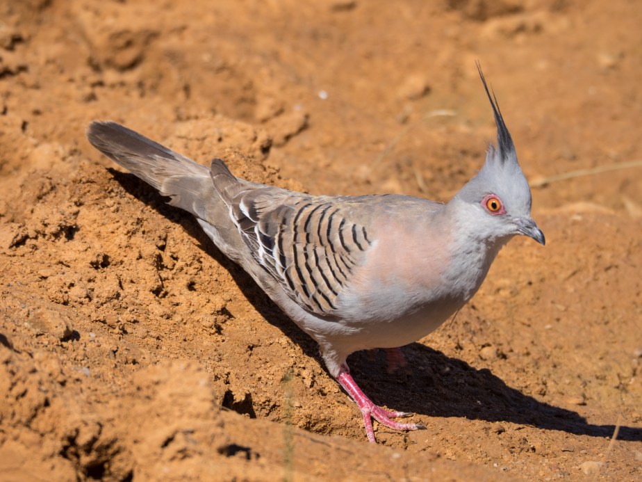 Crested Pigeon