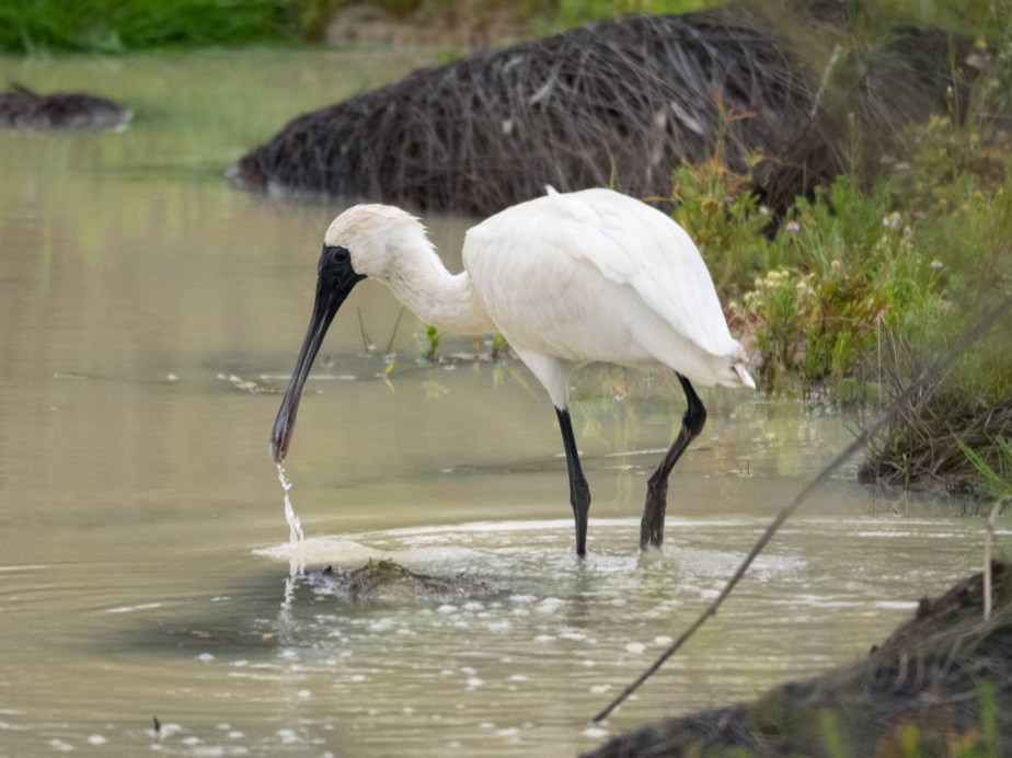 Royal Spoonbill