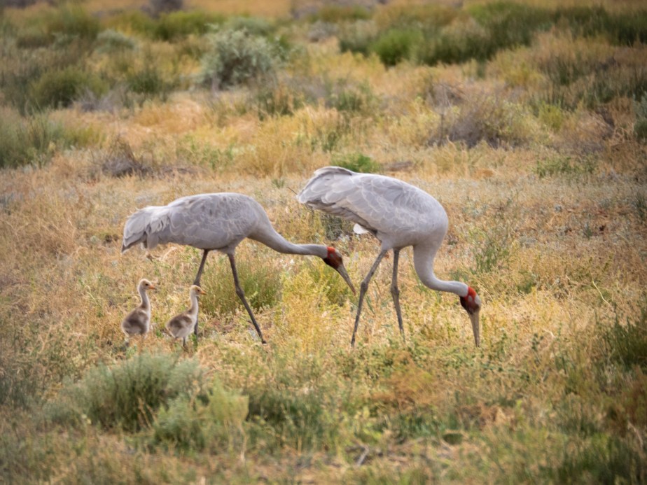 Brolga with chicks