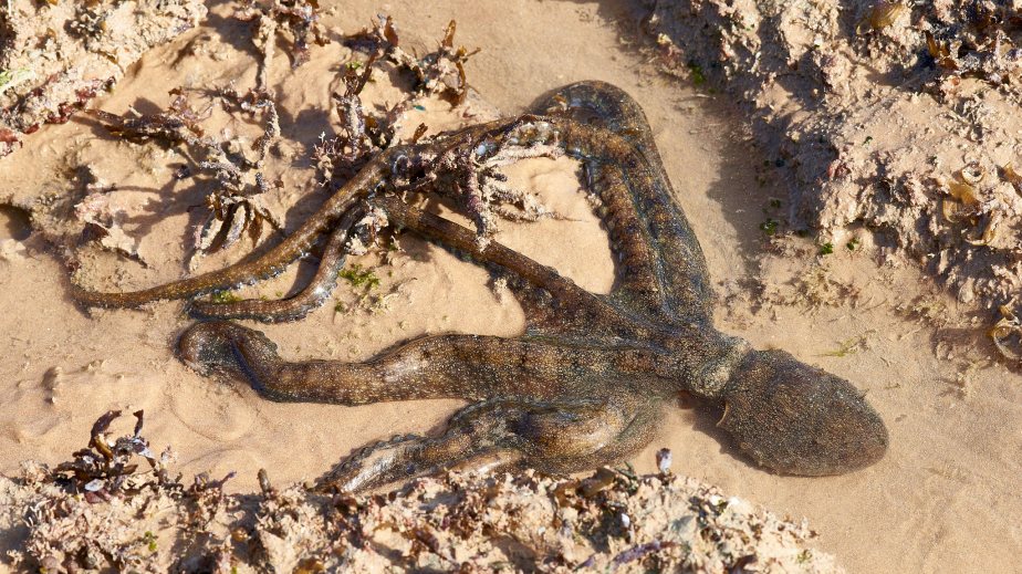 Low Water Springs&nbsp;…